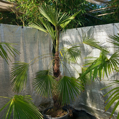 Trachycarpus winsan, trunk/stem 105 cm (No. 9)