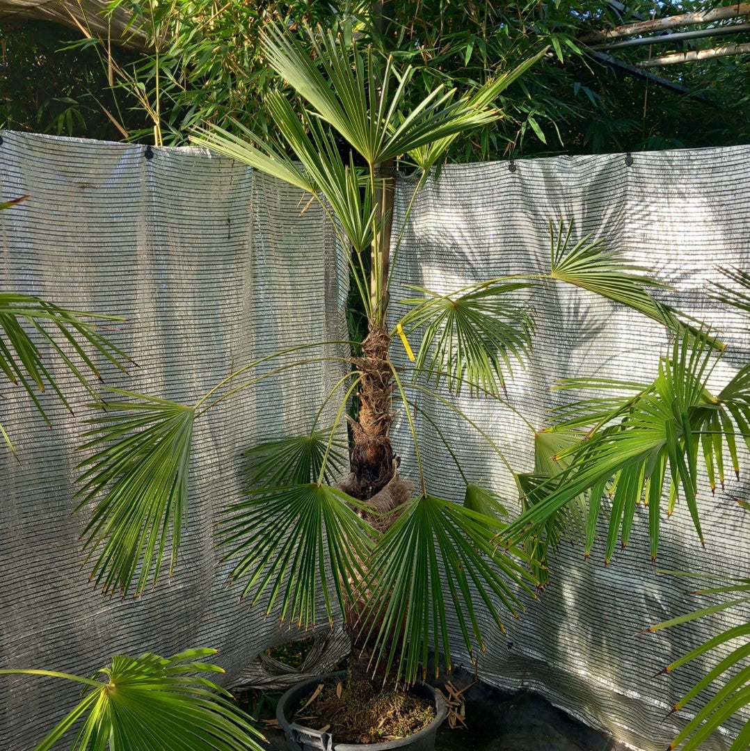 Trachycarpus winsan, trunk/stem 105 cm (No. 9)
