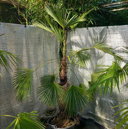 Trachycarpus winsan, trunk/stem 105 cm (No. 9)