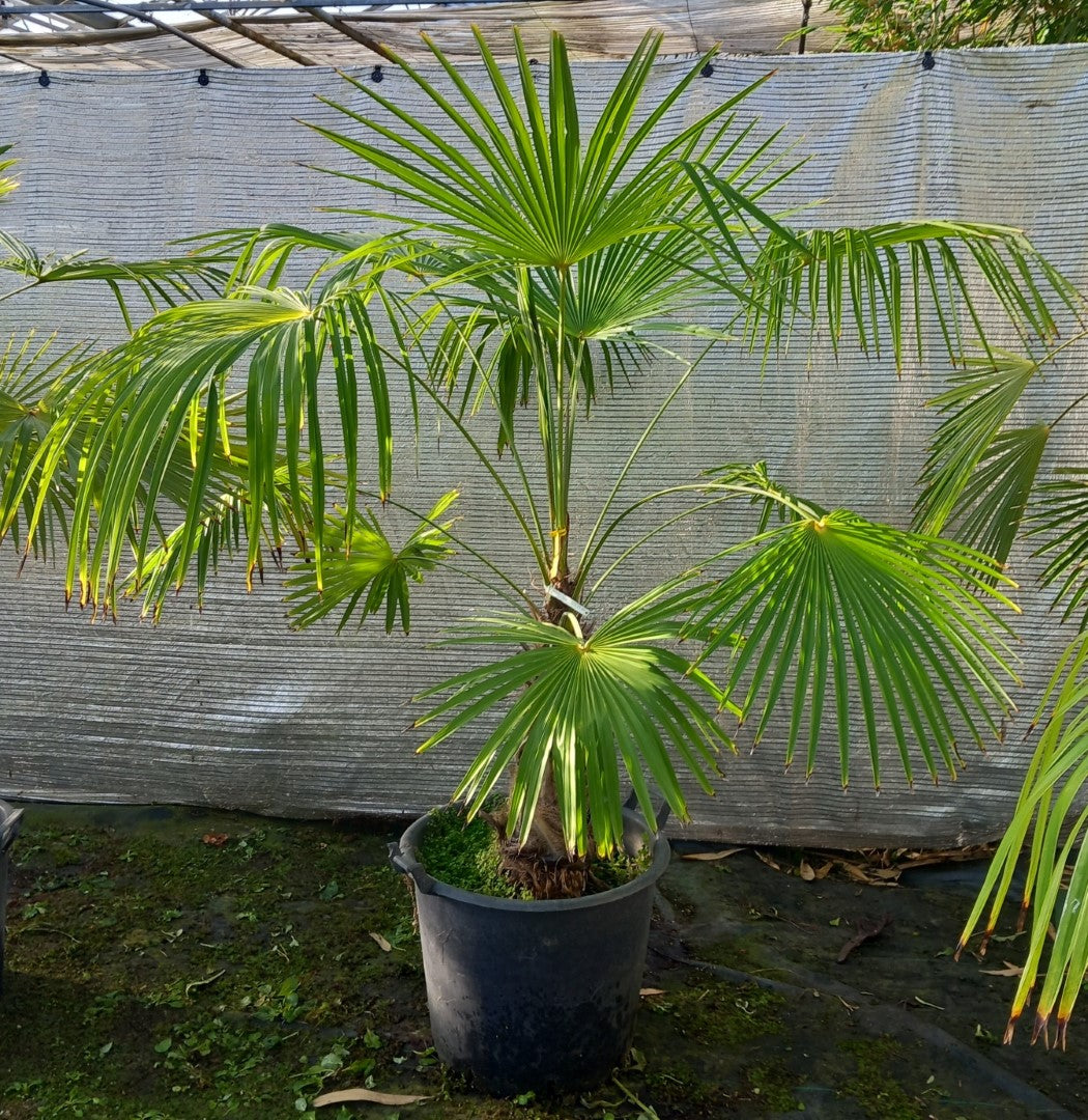 Trachycarpus winsan winsan 10a