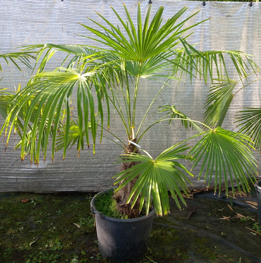 Trachycarpus winsan winsan 10a