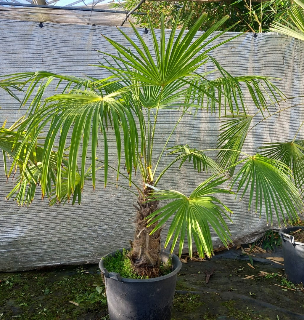 Trachycarpus winsan winsan 10a