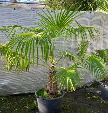 Trachycarpus winsan winsan 10a