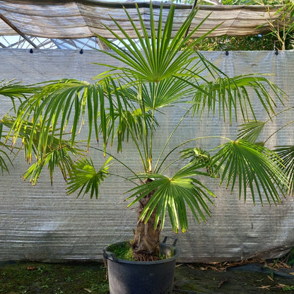 Trachycarpus winsan winsan 10a