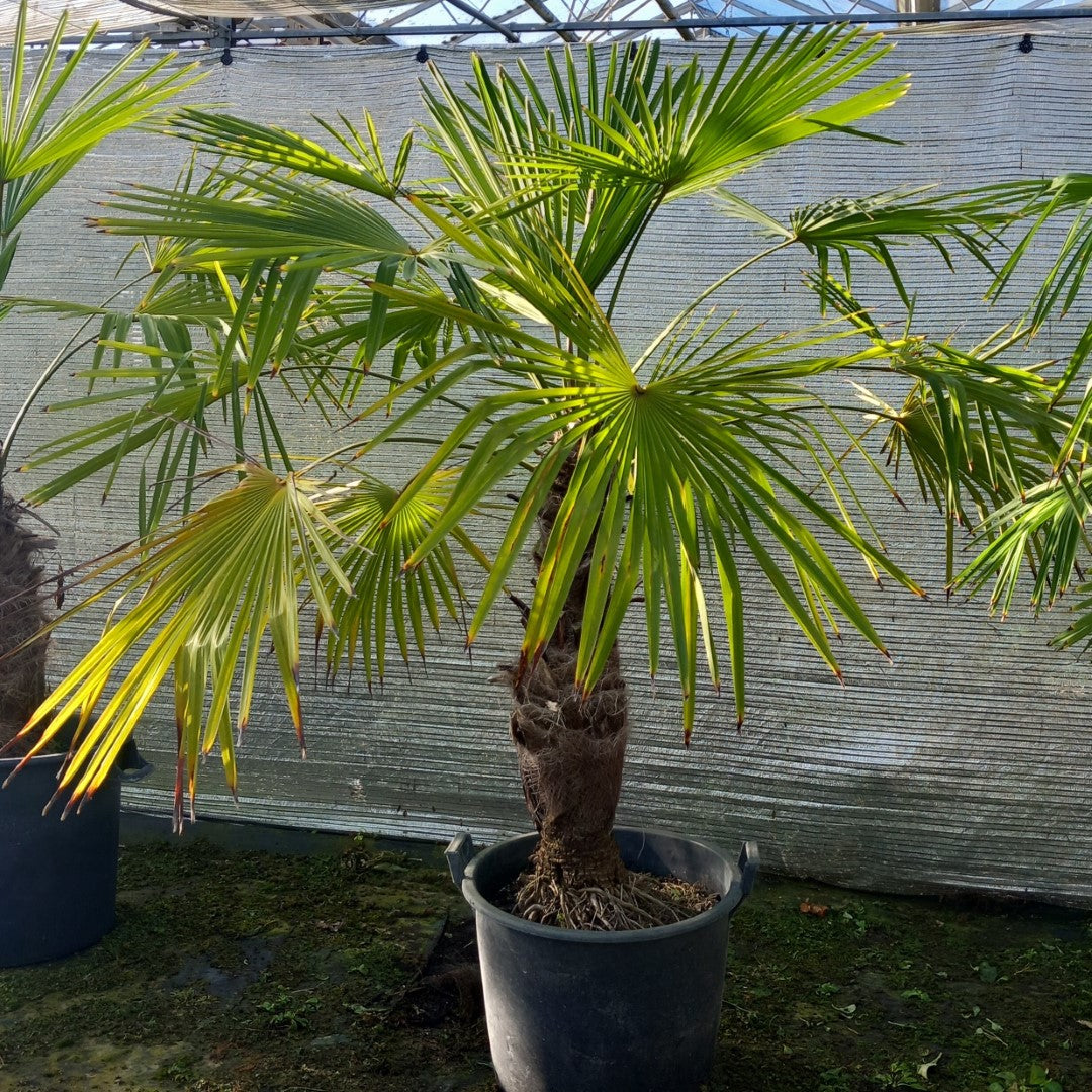 Trachycarpus winsan, trunk/stem 70 cm (No. 11)