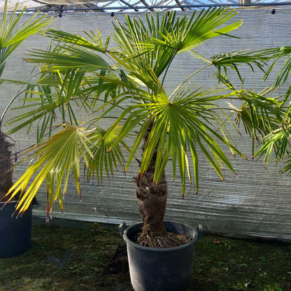 Trachycarpus winsan, trunk/stem 70 cm (No. 11)