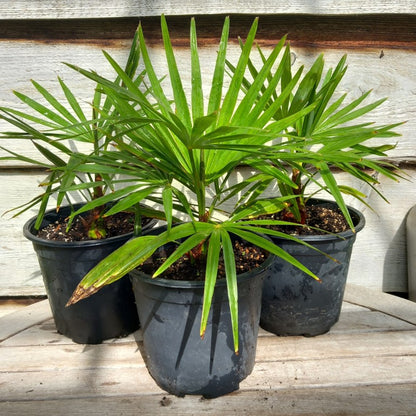 Trachycarpus winsan x princeps