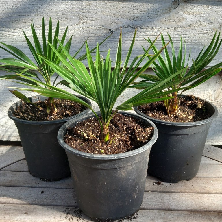 Trachycarpus hybrid: winsan x princeps, pot 17 cm
