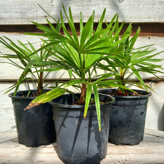Trachycarpus winsan x princeps