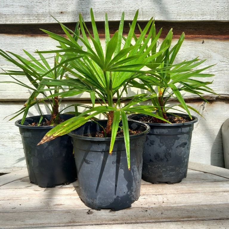 Trachycarpus winsan x princeps
