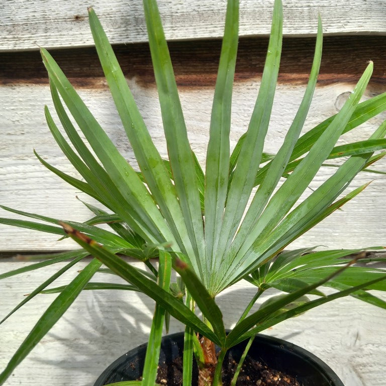 Trachycarpus winsan x princeps
