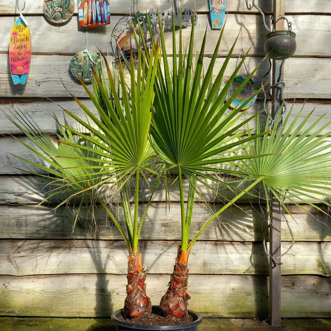 Washingtonia robusta, 2 x stem 35 cm