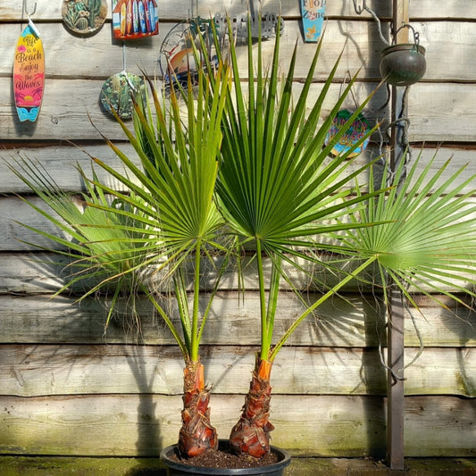 Washingtonia robusta, 2 x stem 35 cm