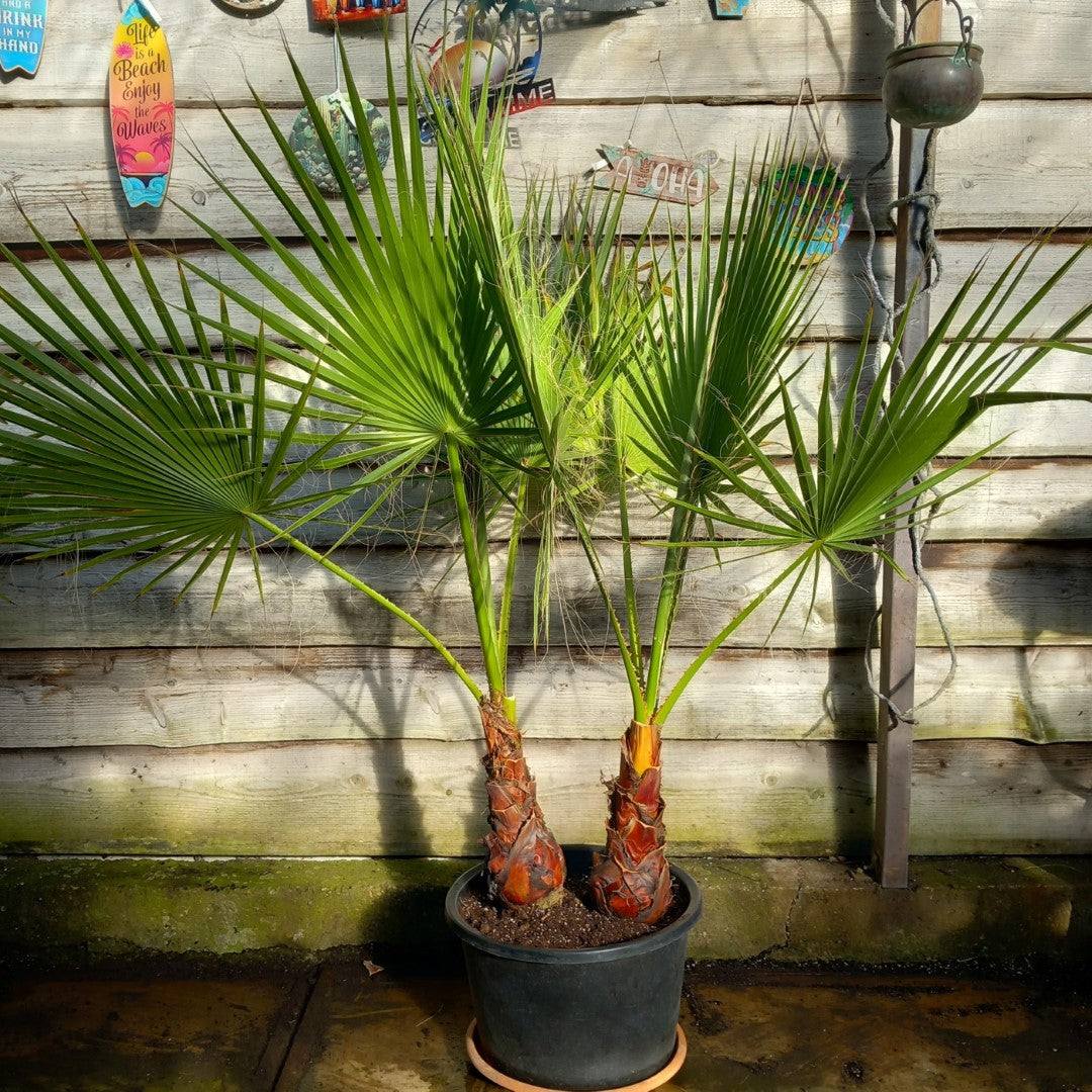 Washingtonia robusta, 2 x stem 35 cm