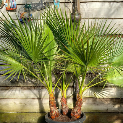 Washingtonia robusta, 3 x stem 40 cm