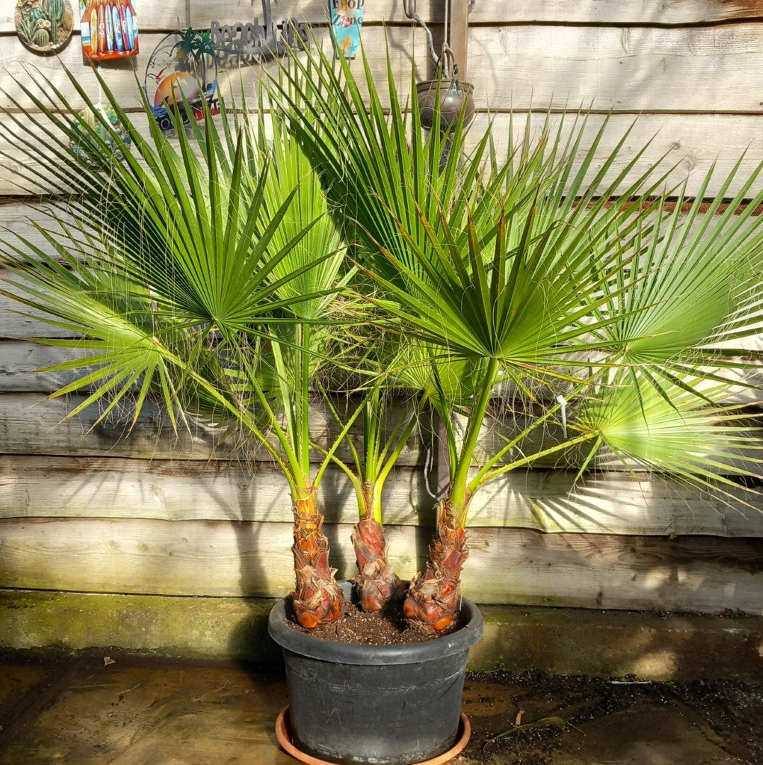 Washingtonia robusta, 3 x stem 40 cm