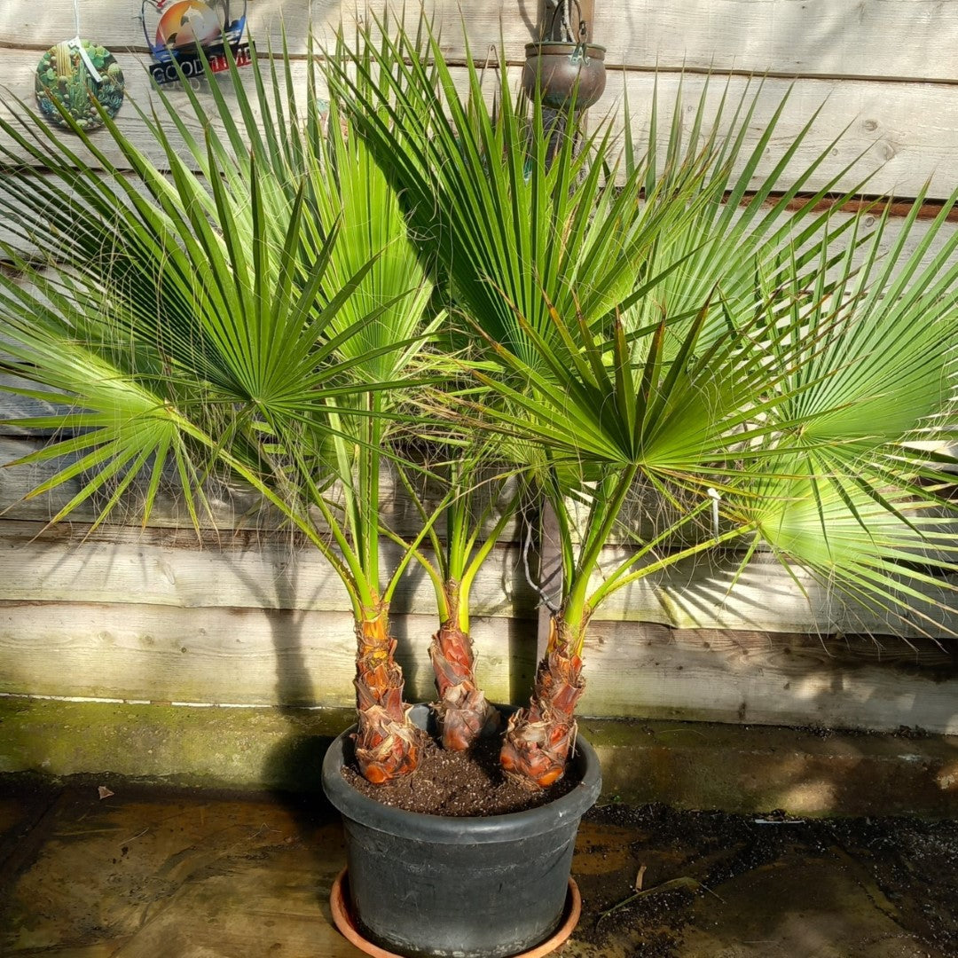 Washingtonia robusta, 3 x stem 40 cm