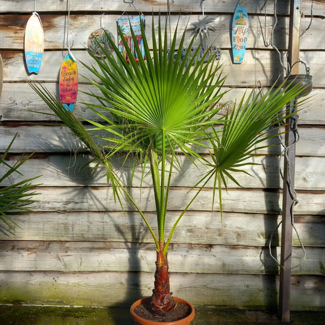 Washingtonia robusta, stem 40+ cm