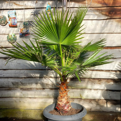 Washingtonia robusta, stem 65+ cm