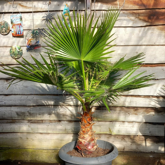 Washingtonia robusta, stem 65+ cm
