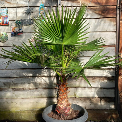 Washingtonia robusta, stem 65+ cm