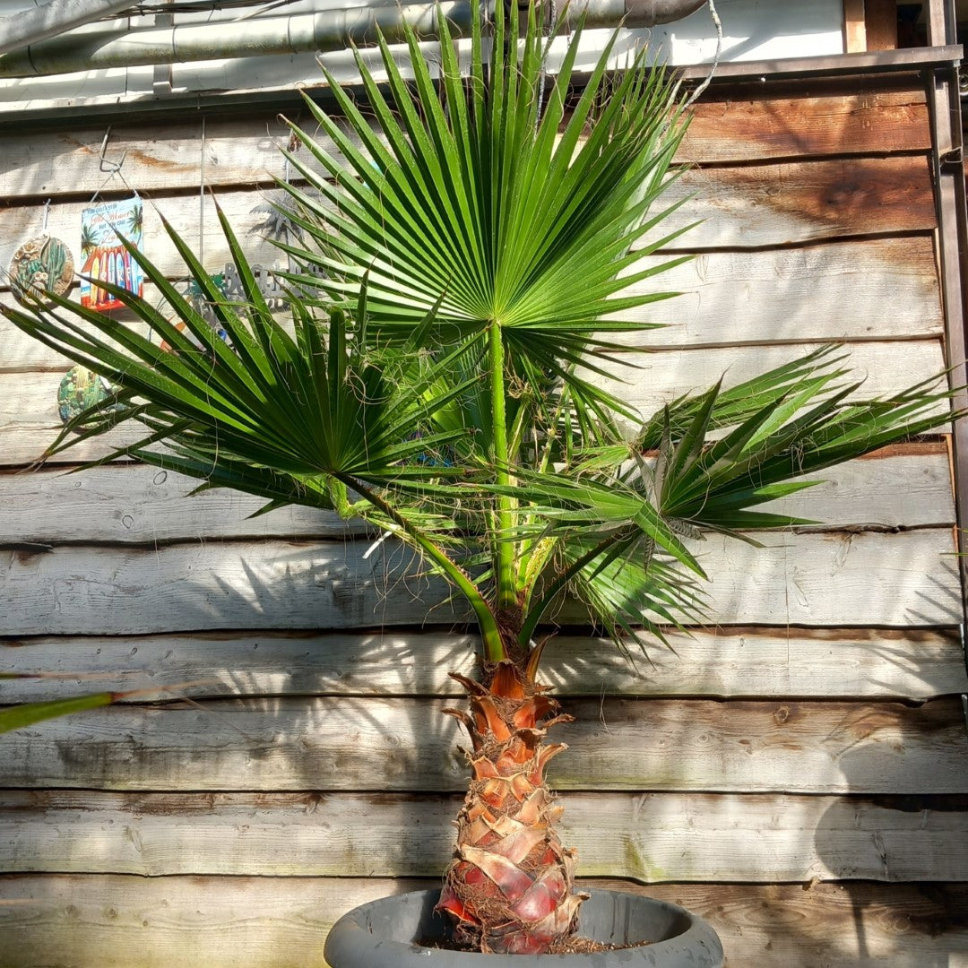 Washingtonia robusta, stem 65+ cm