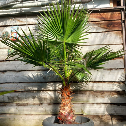 Washingtonia robusta, stem 65+ cm