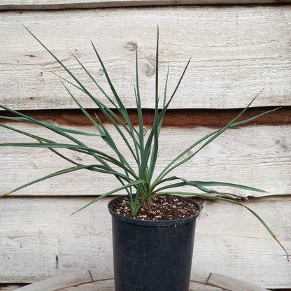 Yucca hybrid: fil/flax x sp. piedras negras (No. 201)