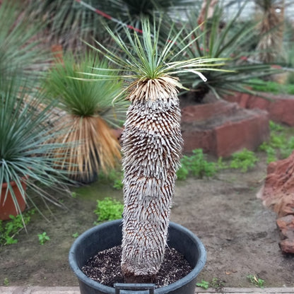 Yucca_rostrata