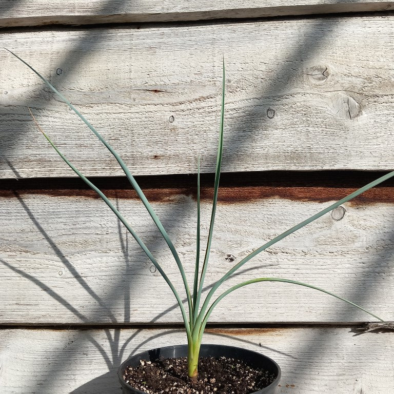 Yucca angustissima