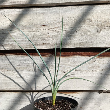 Yucca angustissima