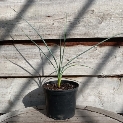 Yucca angustissima