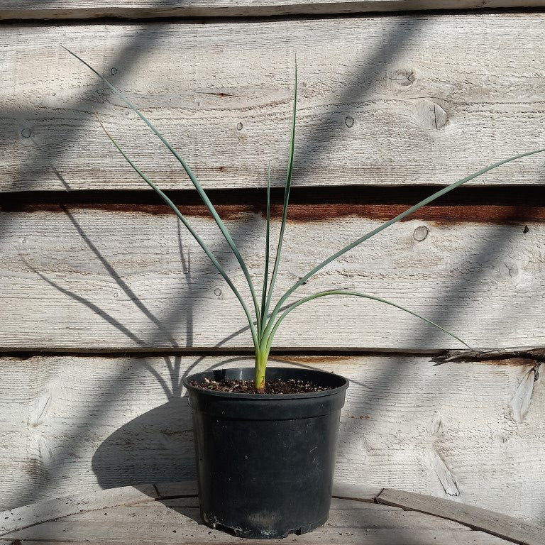 Yucca angustissima