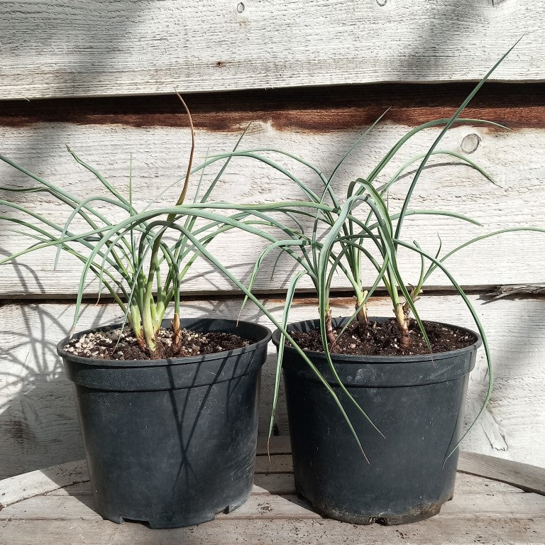 Yucca angustissima, 4 stem/trunks