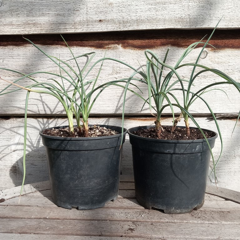 Yucca angustissima, 4 stem/trunks