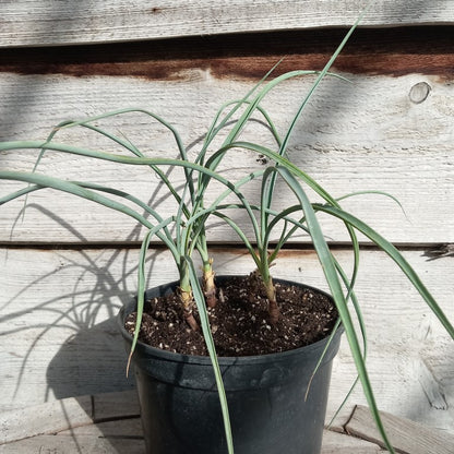 Yucca angustissima, 4 stem/trunks