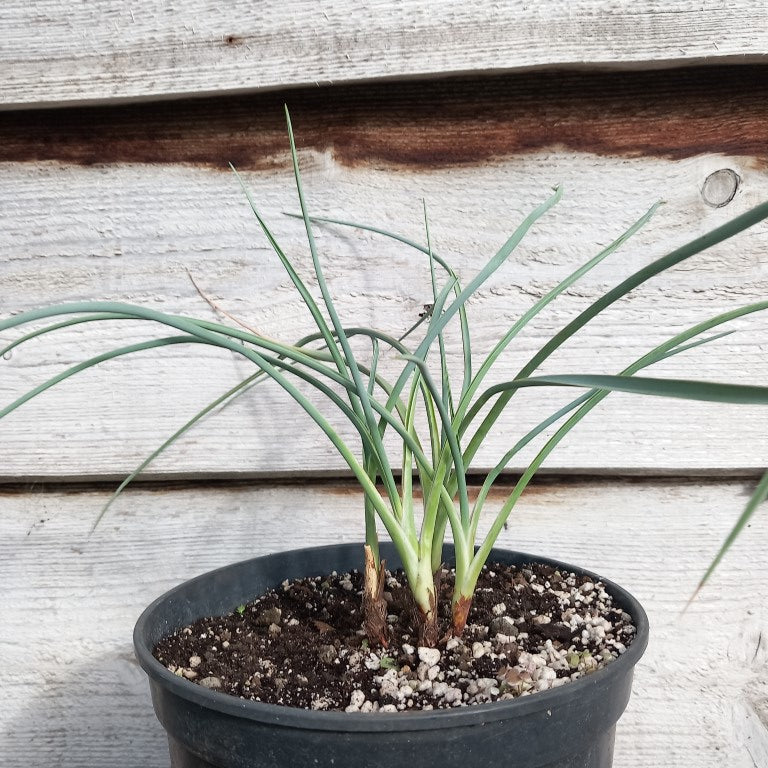 Yucca angustissima, 4 stem/trunks