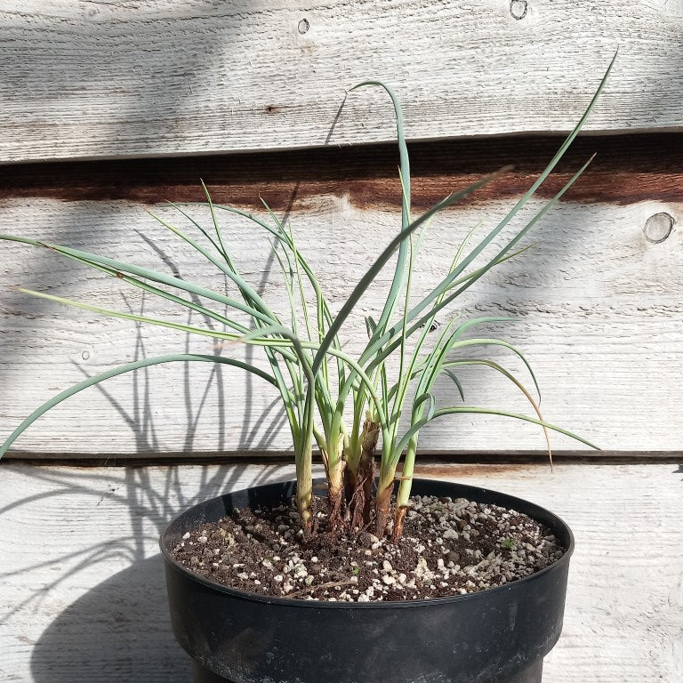 Yucca angustissima, 6 stem/trunks