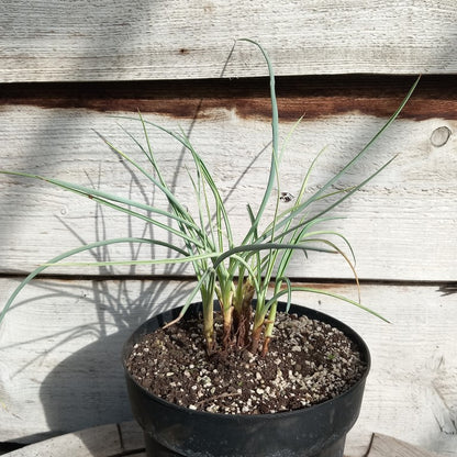 Yucca angustissima, 6 stem/trunks