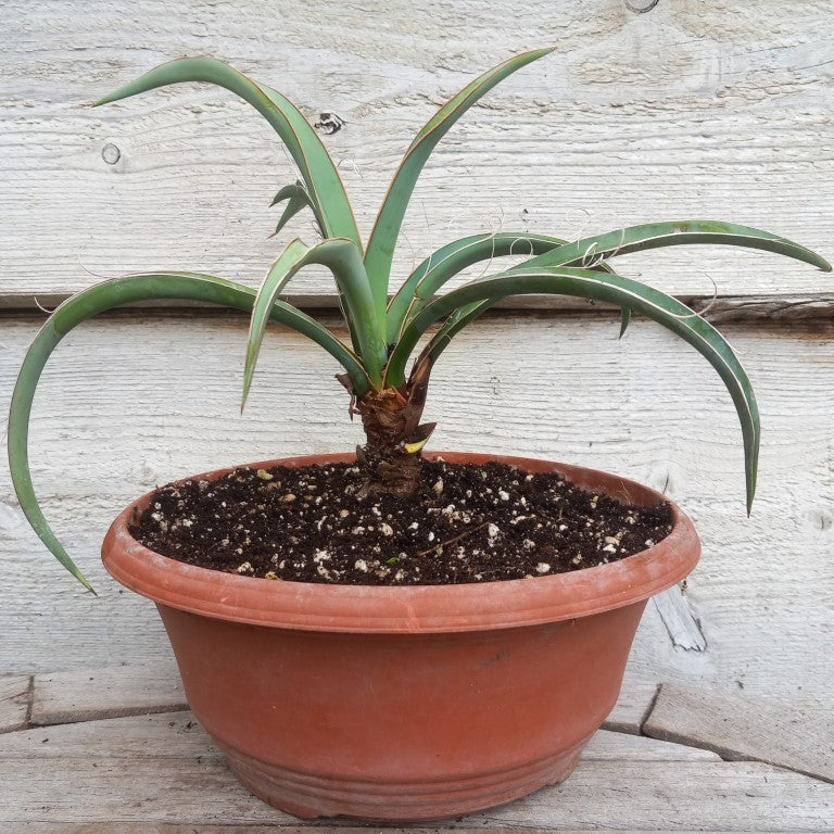 Yucca baccata