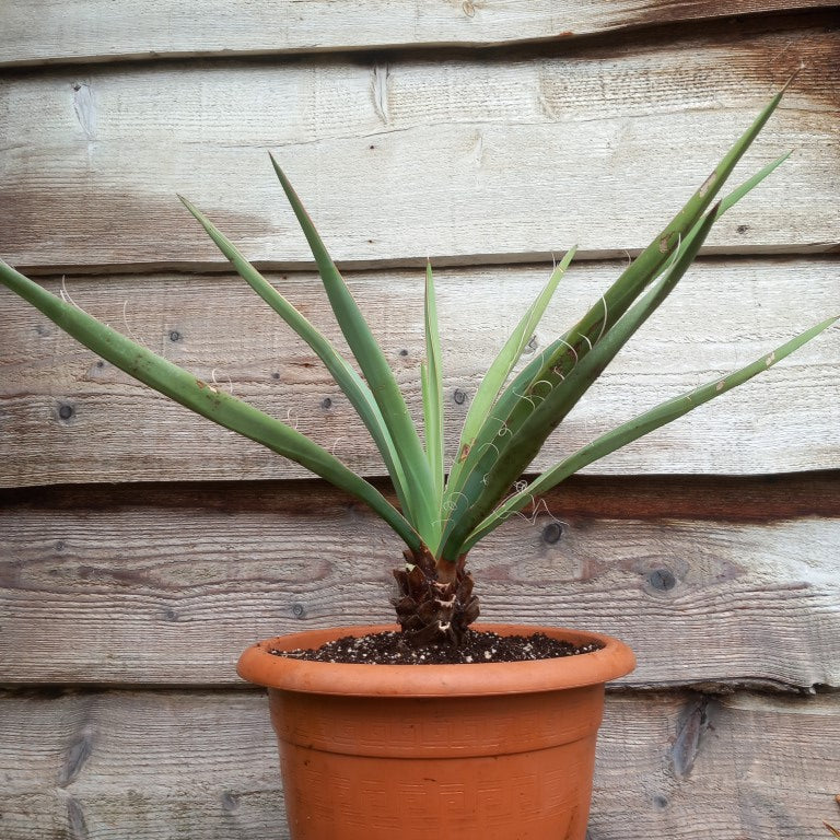 Yucca baccata