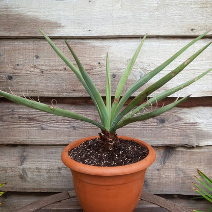 Yucca baccata