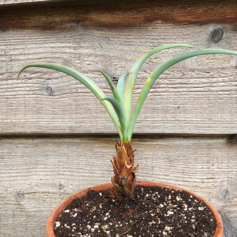 Yucca baccata