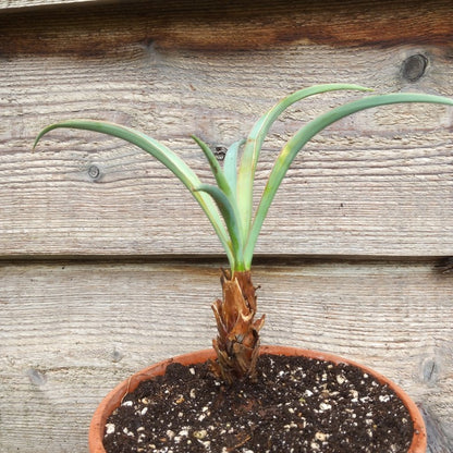 Yucca baccata