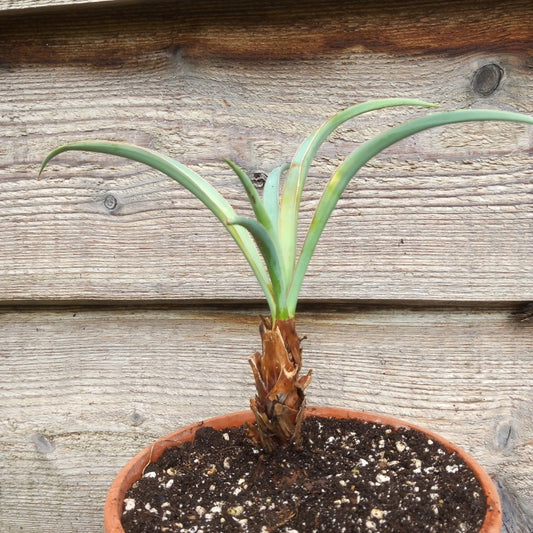 Yucca baccata