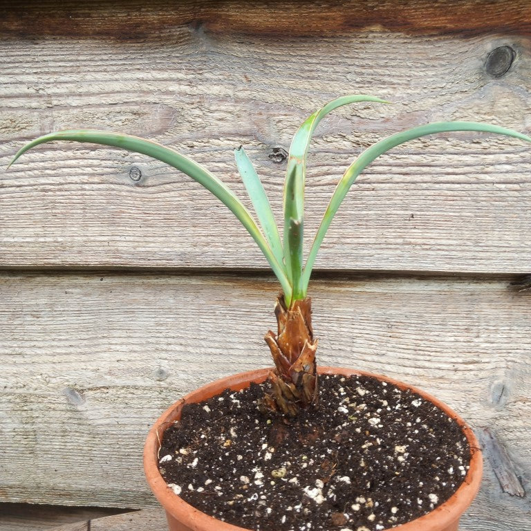Yucca baccata