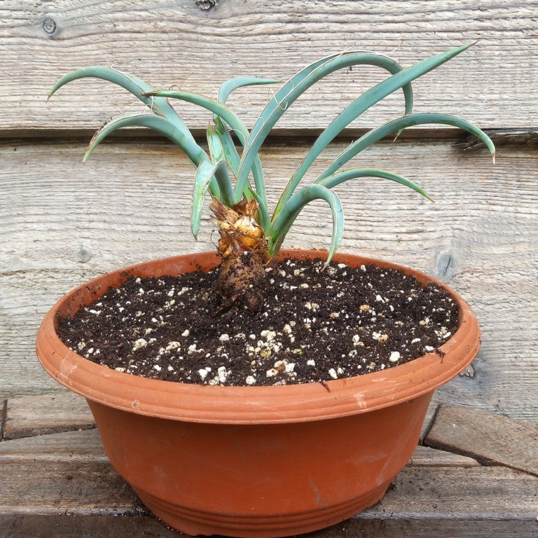 Yucca baccata