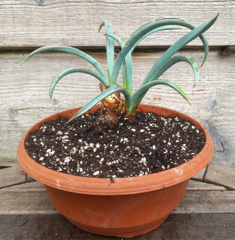 Yucca baccata