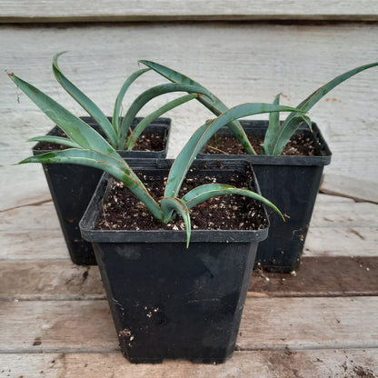 Yucca baccata, P9 pot