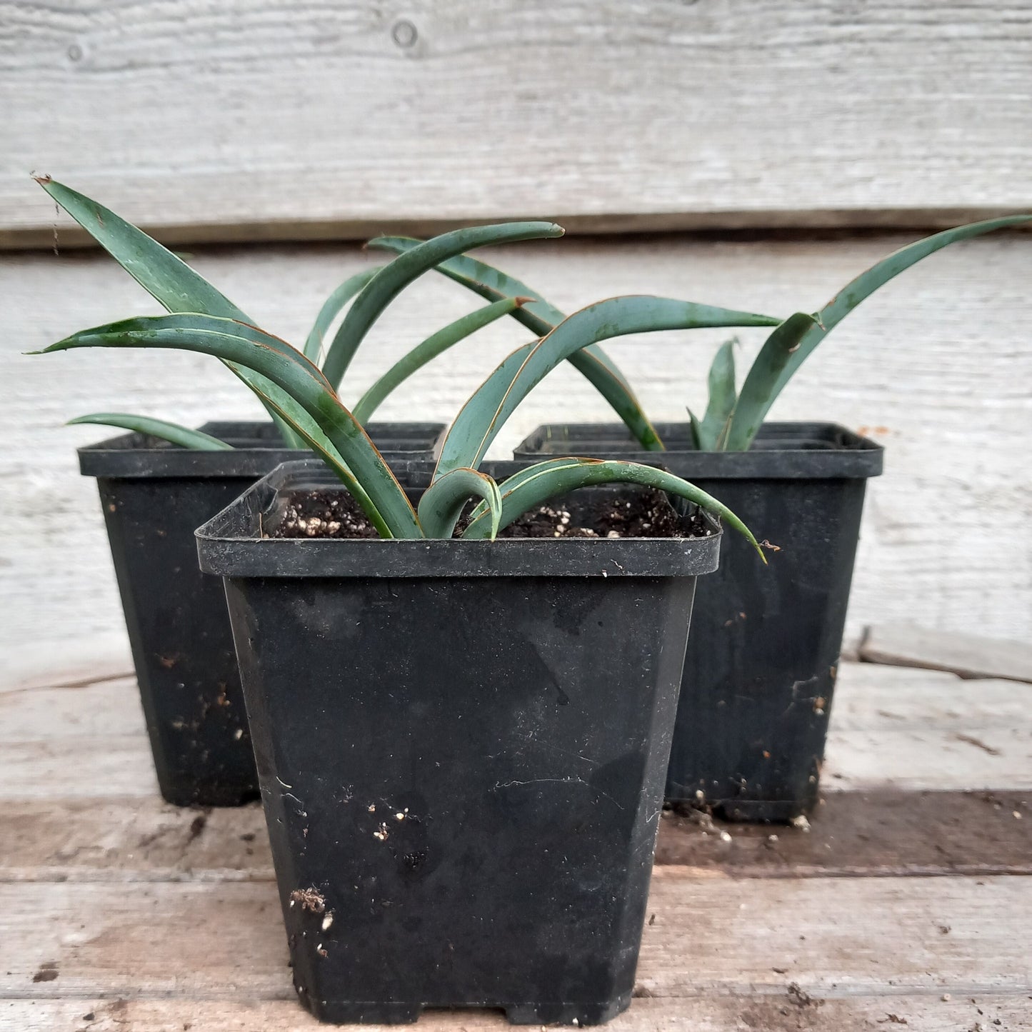 Yucca baccata, P9 pot